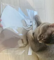 일단 너무 고급 스러워요 참고로 전 완전 대박 민가성 피부인데 찰떡입니더 이거슨 말이