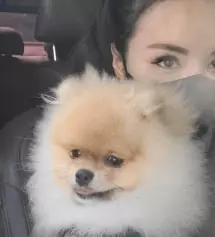 블랙이랑 브라운 모두 구입하길 잘한것 같아요. 짱짱하게 잘 잡아주고 여성스럽고 이뻐