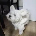 한마디로 너무 맘에들어요.
4.0kg  비숑 L사이즈 