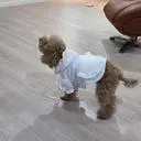 강아지 월동준비 제대로했어요^^
따뜻하게 올겨울 보낼 